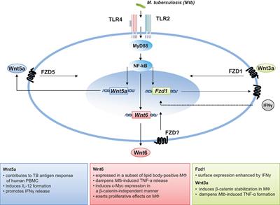 The Wnt Blows: On the Functional Role of Wnt Signaling in Mycobacterium tuberculosis Infection and Beyond